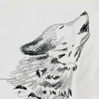 pencil drawing of a wolf howling 